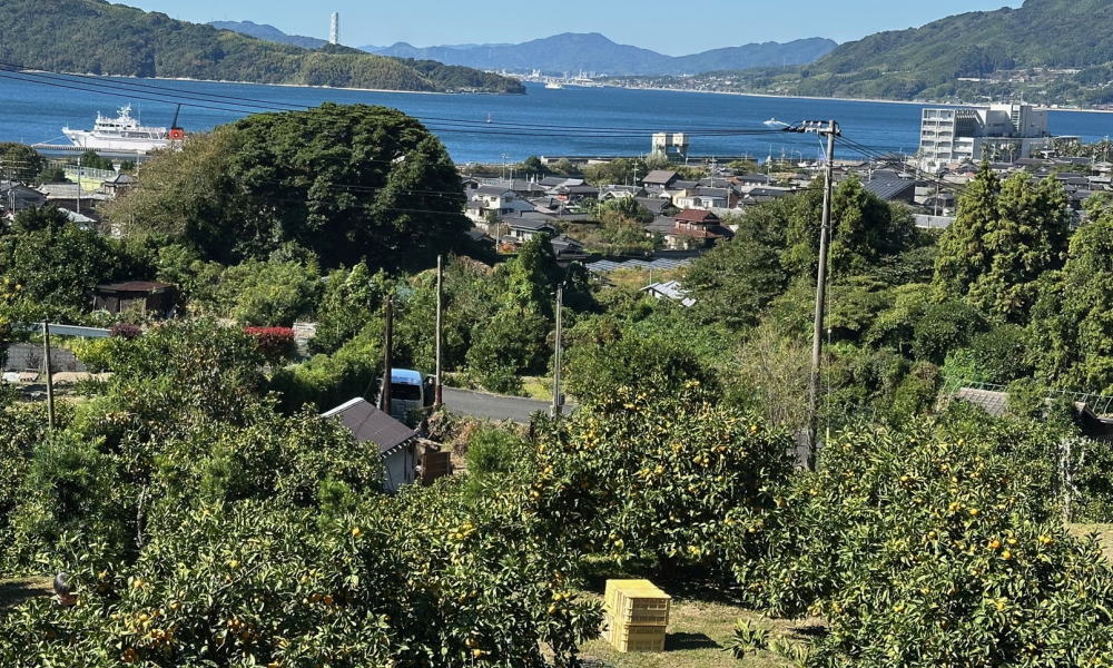いよいよ周防大島の「みかん狩り」が 最盛期を迎えます！