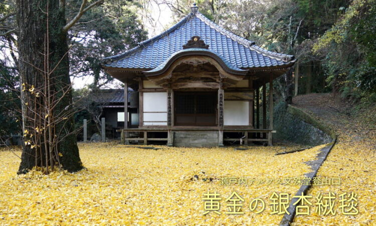 【瀬戸内アルプス】文珠堂登山口に広がる黄金色の絨毯【紅葉シーズン】