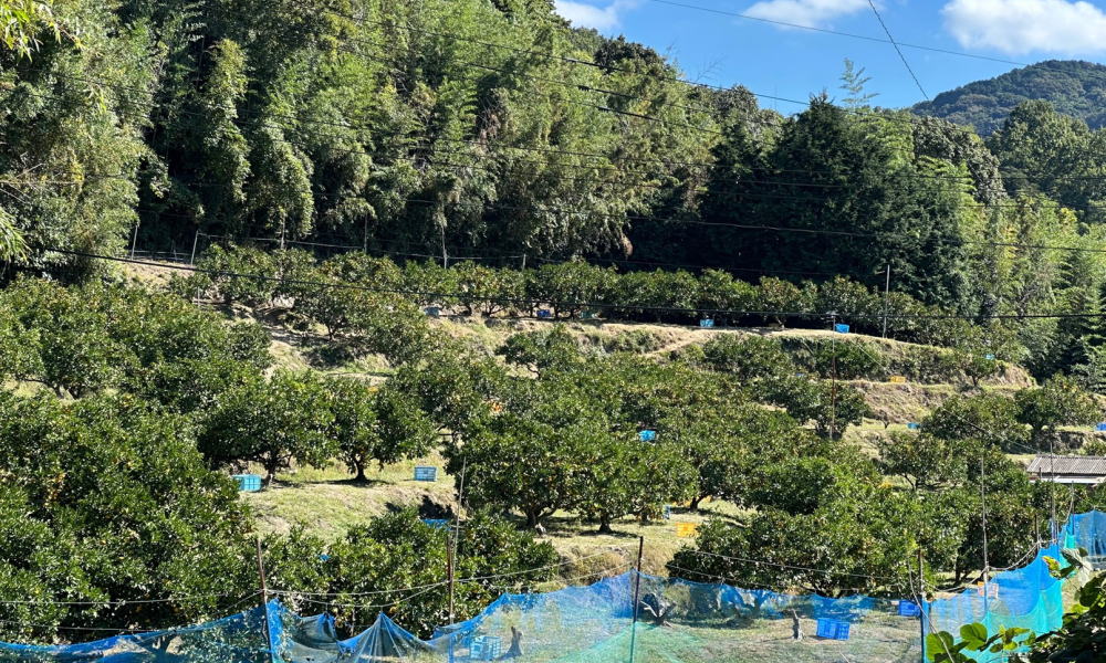 いよいよ周防大島の「みかん狩り」が 最盛期を迎えます！