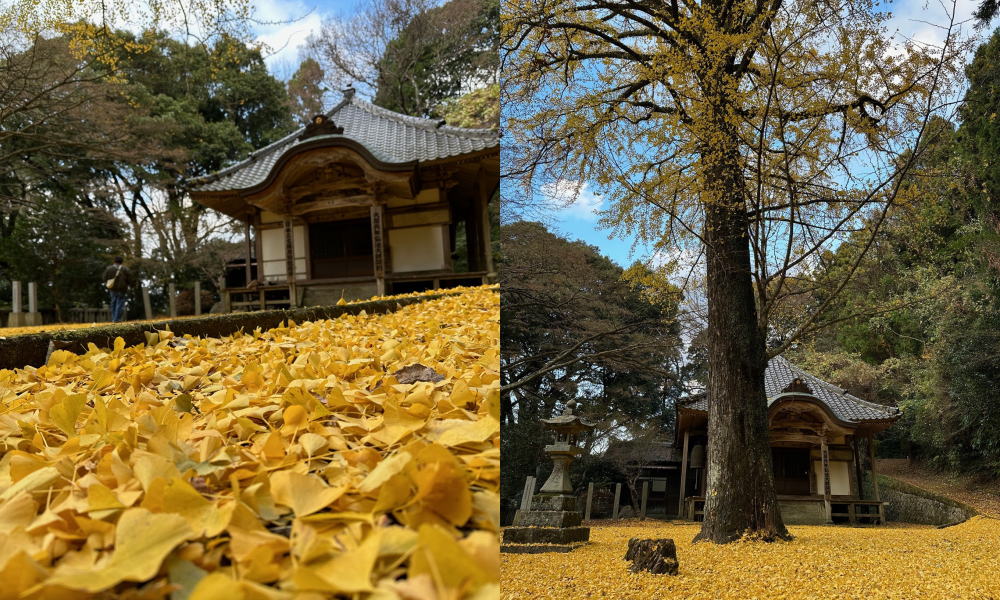 【瀬戸内アルプス】文珠堂登山口に広がる黄金色の絨毯【紅葉シーズン】