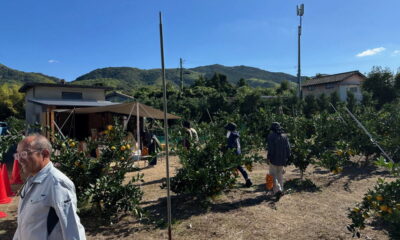 いよいよ周防大島の「みかん狩り」が 最盛期を迎えます！
