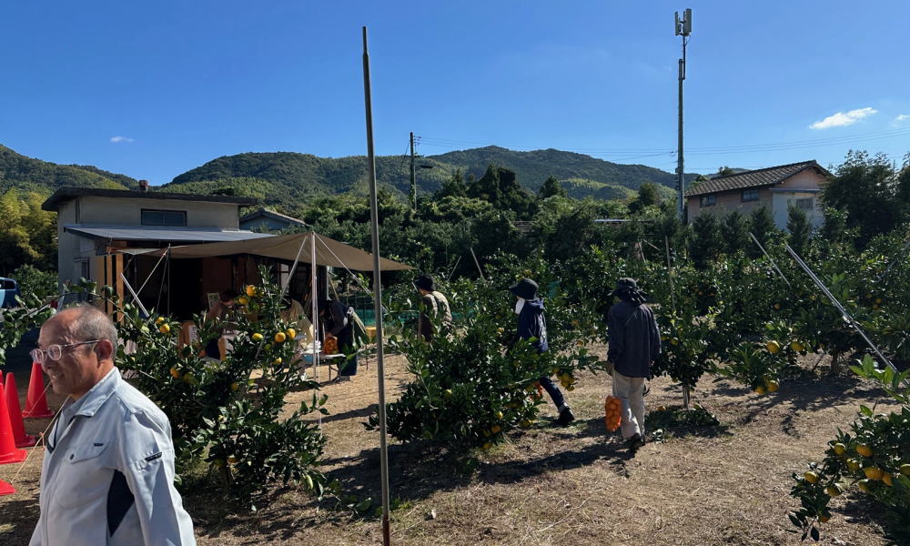いよいよ周防大島の「みかん狩り」が 最盛期を迎えます！