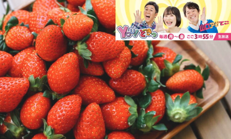 2/19（木）放送のyab山口朝日放送「YOU!どきっ」はマリッサベリーファームより生中継！