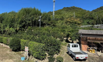 いよいよ周防大島の「みかん狩り」が 最盛期を迎えます！