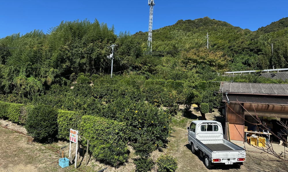 いよいよ周防大島の「みかん狩り」が 最盛期を迎えます！