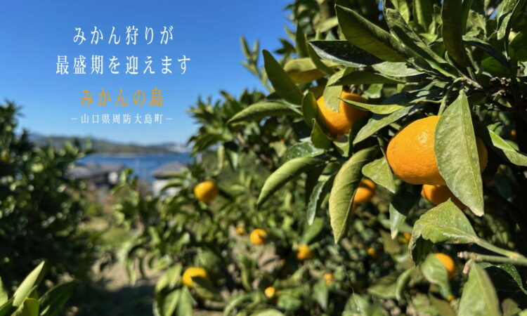 いよいよ周防大島の「みかん狩り」が 最盛期を迎えます！