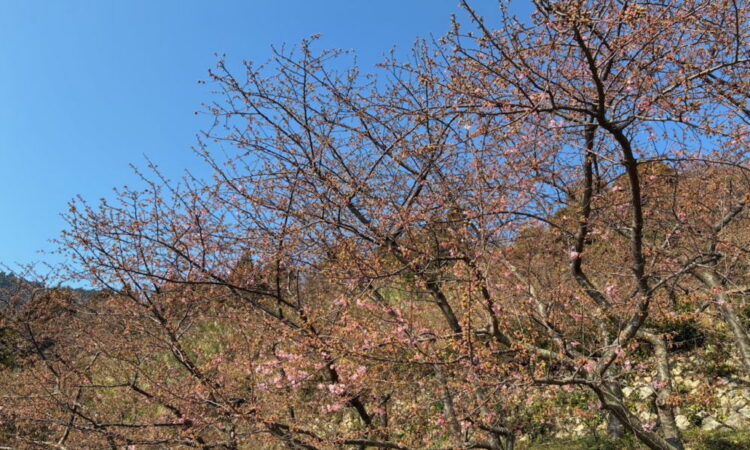 ひと足早い春の訪れ「小積の河津桜」の開花状況