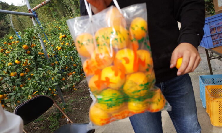 みかん狩りのお土産に「直販みかん」をお買い求めください