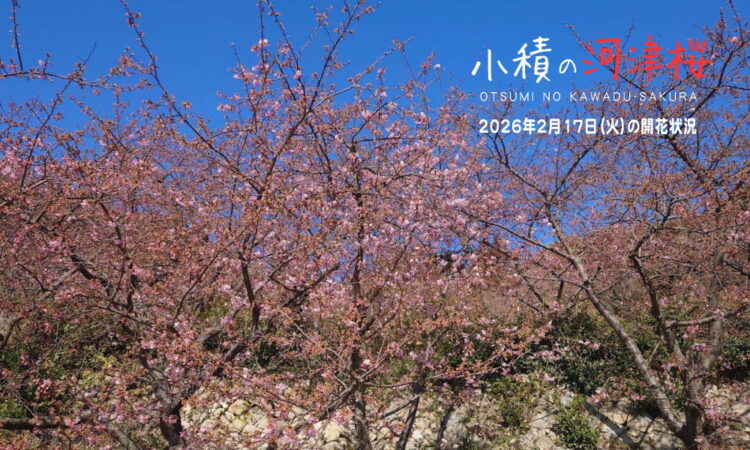 ひと足早い春の訪れ「小積の河津桜」の開花状況