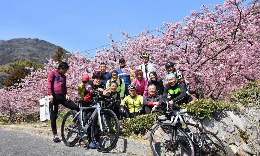 小積の河津桜 | せとうちやまぐち周防大島［周防大島観光協会］