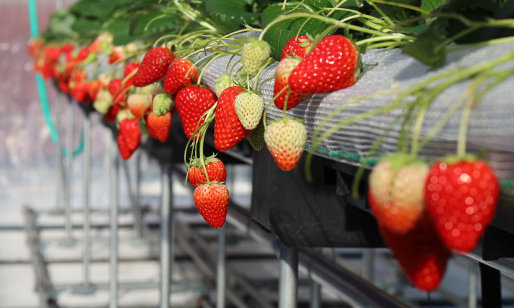 いちご農園「マリッサベリーファーム」