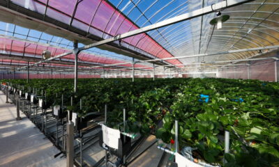 いちご農園「マリッサベリーファーム」