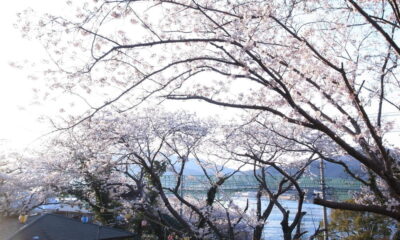 周防大島お花見ガイド