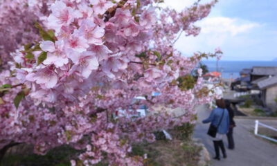 周防大島お花見ガイド