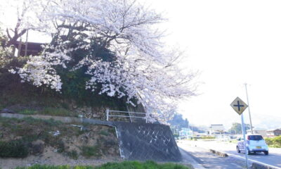 周防大島お花見ガイド