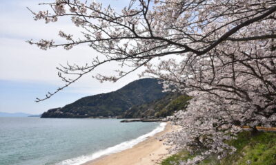 周防大島お花見ガイド