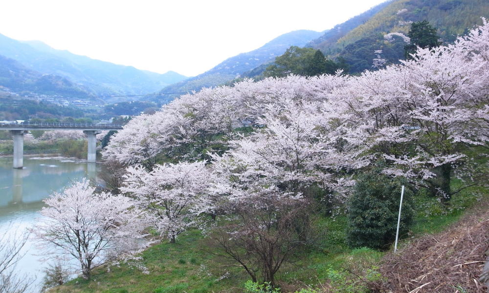 周防大島お花見ガイド