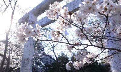 周防大島お花見ガイド