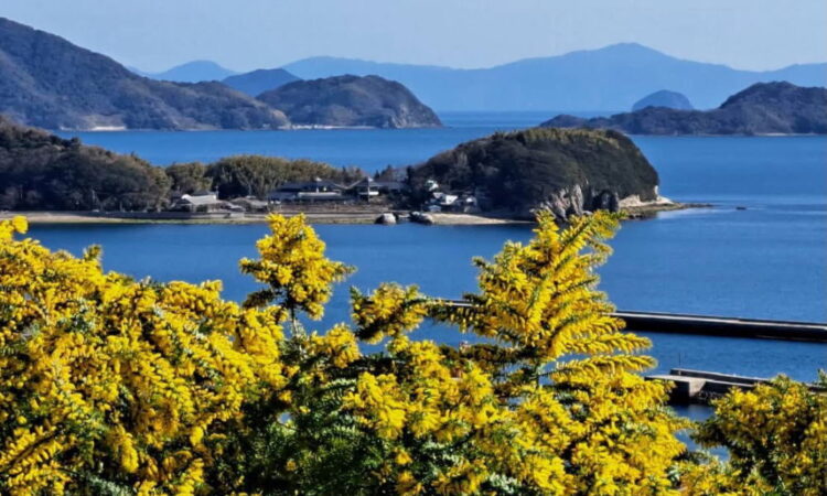 「ふわり春色」と題して周防大島のミモザ収穫を朝日新聞さんに紹介いただきました