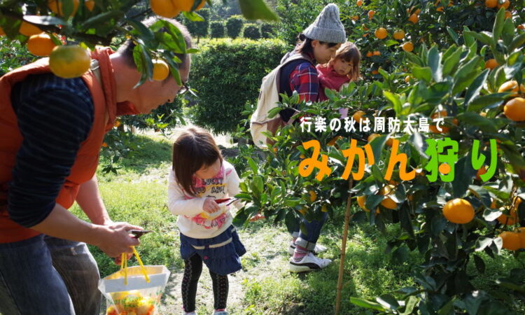 秋の行楽は「みかんの島」のみかん狩り