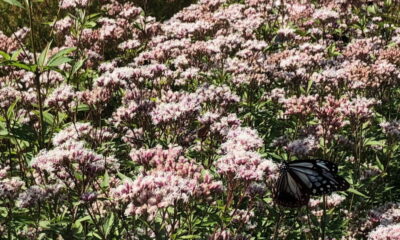 礒兼屋敷跡アサギマダラ園