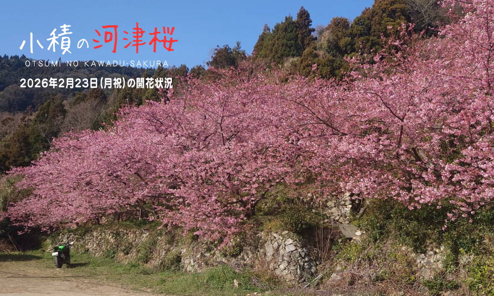 2/26（木）：ひと足早い春の訪れ「小積の河津桜」の開花状況