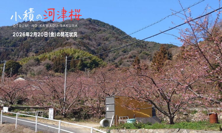 ひと足早い春の訪れ「小積の河津桜」の開花状況