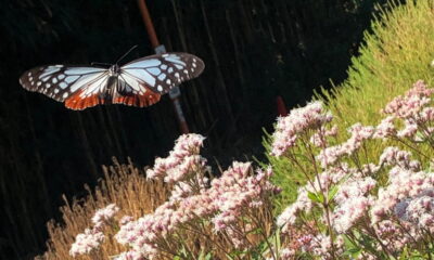 礒兼屋敷跡アサギマダラ園