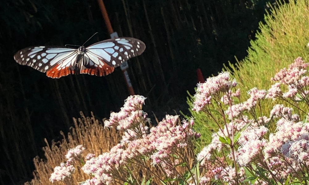 礒兼屋敷跡アサギマダラ園