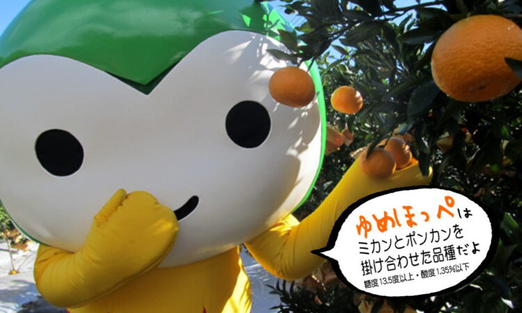 山口県のオリジナルかんきつ「ゆめほっぺ」の出荷が周防大島町で始まりました！