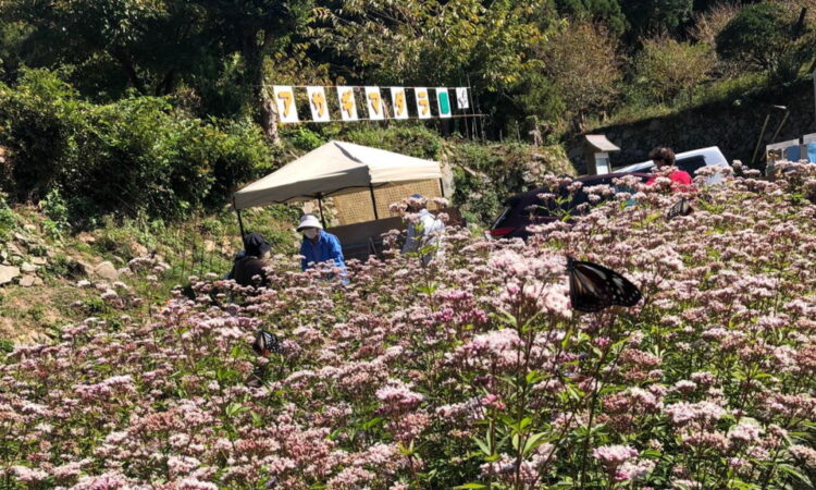 礒兼屋敷跡アサギマダラ園