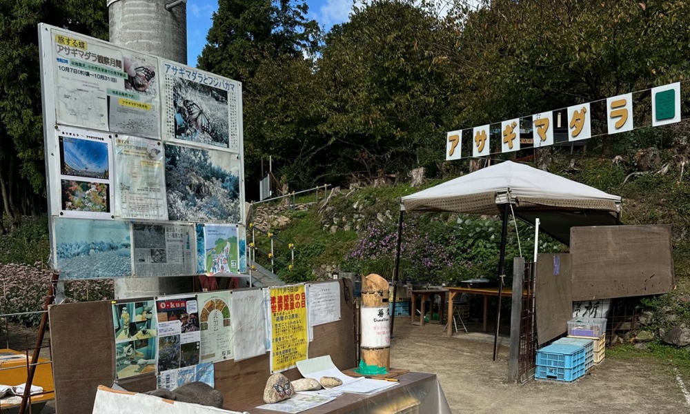 アサギマダラの飛来情況　周防大島「磯兼屋敷跡アサギマダラ園」