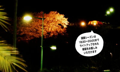 片添ヶ浜でお花見キャンプ！今年は夜桜ライトアップにもチャレンジ！