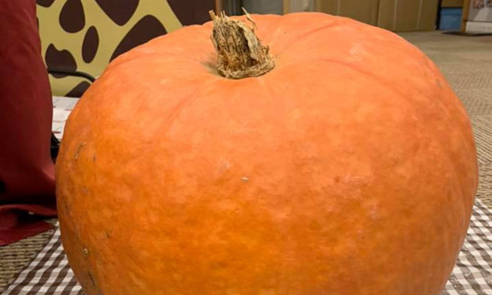 【竜崎温泉】おばけカボチャ重量当てクイズ【ハロウィン】