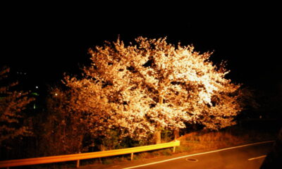 片添ヶ浜でお花見キャンプ！今年は夜桜ライトアップにもチャレンジ！