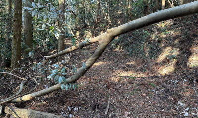 「瀬戸内アルプス登山道整備ハイキング2026」のボランティアを募集します!