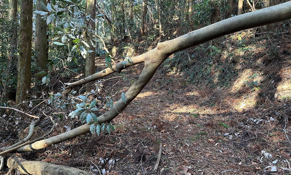 「瀬戸内アルプス登山道整備ハイキング2026」のボランティアを募集します!