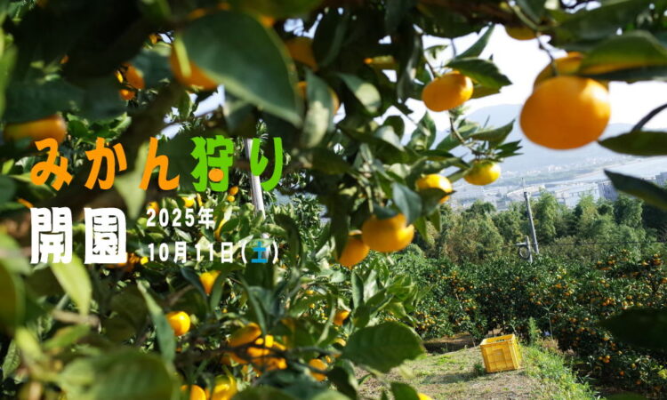 10/11（土）より「みかん狩り」開園！