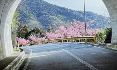 桜咲く「竜崎温泉」で春の催し