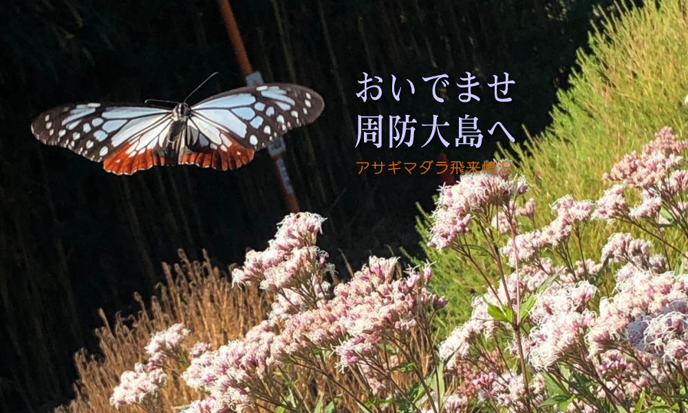 おいでませ周防大島へ 旅する蝶「アサギマダラ」飛来情況 | せとうち