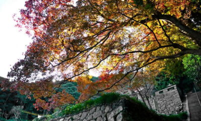 帯石観音（しあわせ祈岩）