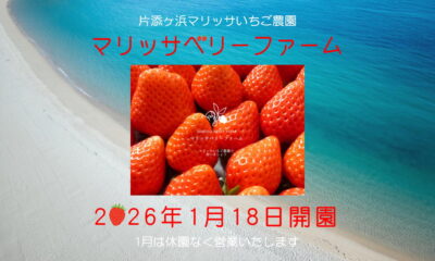 片添ヶ浜のいちご農園「マリッサ・ベリーファーム」が1/18（日）より開園！