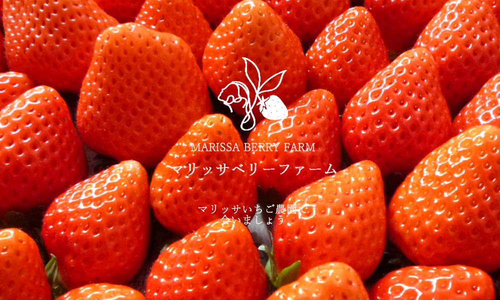 片添ヶ浜のいちご農園「マリッサ・ベリーファーム」が1/18（日）より