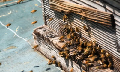 【はちとひとと】巣箱のオーナー様を募集します