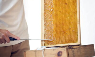 【はちとひとと】巣箱のオーナー様を募集します