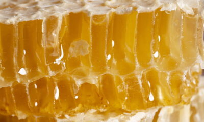 【はちとひとと】巣箱のオーナー様を募集します