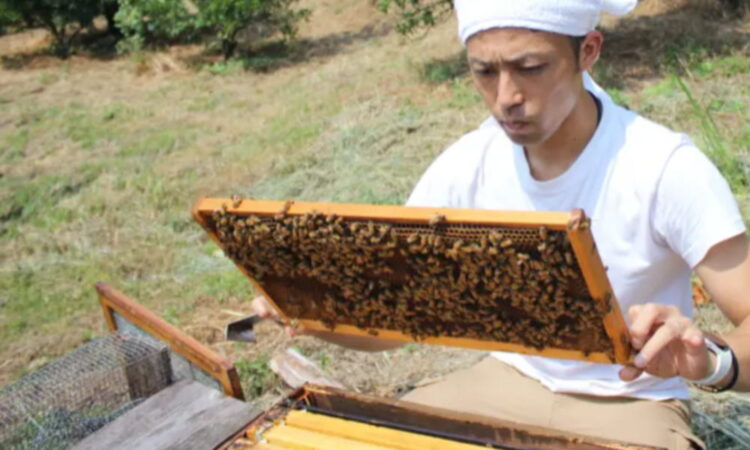 【はちとひとと】巣箱のオーナー様を募集します