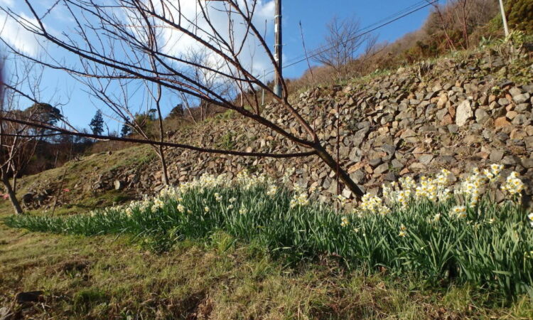 地家室園地隣の「水仙の里」にひと足早い春の訪れ