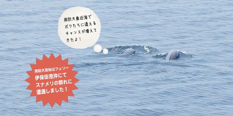 夏休みの思い出に　スナメリが暮らす海を渡る「前島航路」